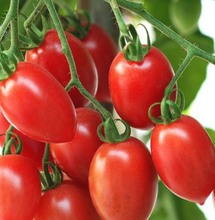 Load image into Gallery viewer, Tomato 'Sugary'
