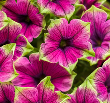 Load image into Gallery viewer, SUPERTUNIAS®
