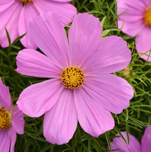 Load image into Gallery viewer, Cosmos
