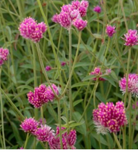 Load image into Gallery viewer, Gomphrena
