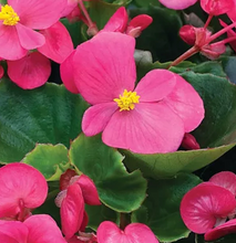 Load image into Gallery viewer, Begonia 'Bada Bing'
