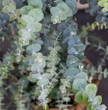 Load image into Gallery viewer, Eucalyptus 'Baby Blue'
