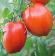Load image into Gallery viewer, Tomato 'Fat Mama'
