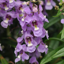 Load image into Gallery viewer, Angelonia
