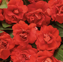 Load image into Gallery viewer, Double Impatiens
