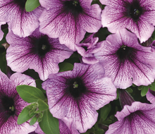 Load image into Gallery viewer, SUPERTUNIAS®
