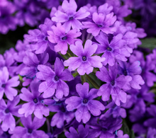 Load image into Gallery viewer, Verbena SUPERBENA®
