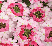 Load image into Gallery viewer, Verbena SUPERBENA®
