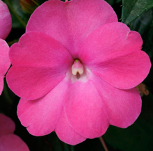 Load image into Gallery viewer, Sunpatiens®
