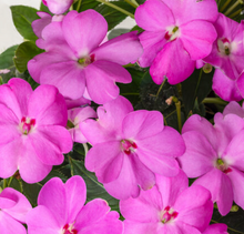 Load image into Gallery viewer, Sunpatiens®

