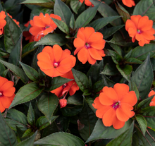 Load image into Gallery viewer, Sunpatiens®
