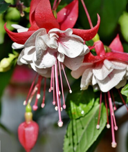 Load image into Gallery viewer, Fuchsia

