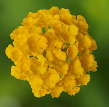 Load image into Gallery viewer, Lantana

