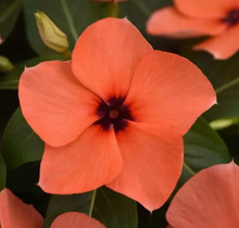 Load image into Gallery viewer, Vinca
