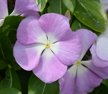 Load image into Gallery viewer, Vinca
