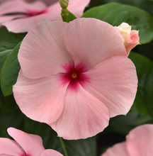 Load image into Gallery viewer, Vinca
