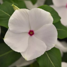 Load image into Gallery viewer, Vinca
