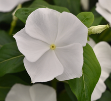 Load image into Gallery viewer, Vinca

