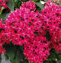 Load image into Gallery viewer, Pentas
