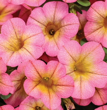 Load image into Gallery viewer, Calibrachoa SUPERBELLS®
