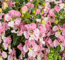 Load image into Gallery viewer, Angelface® Angelonia

