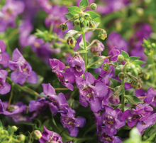 Load image into Gallery viewer, Angelface® Angelonia
