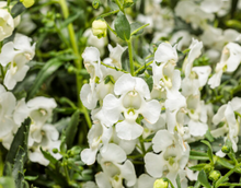 Load image into Gallery viewer, Angelface® Angelonia
