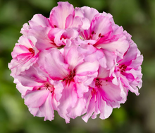 Load image into Gallery viewer, Ivy Geranium
