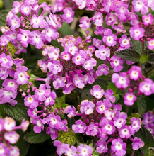 Load image into Gallery viewer, Lantana
