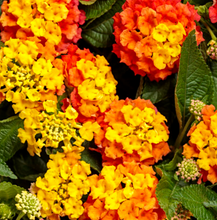 Load image into Gallery viewer, Lantana
