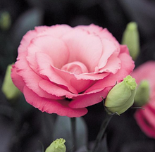 Load image into Gallery viewer, Lisianthus
