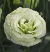 Load image into Gallery viewer, Lisianthus
