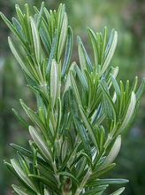 Load image into Gallery viewer, Spice Island Rosemary
