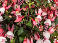 Load image into Gallery viewer, Fuchsia  'Windchimes Upright Neon/White'
