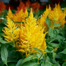 Load image into Gallery viewer, Celosia
