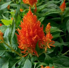 Load image into Gallery viewer, Celosia

