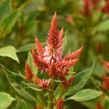 Load image into Gallery viewer, Celosia
