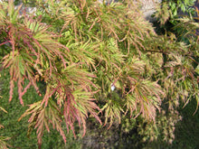 Load image into Gallery viewer, Japanese Maple &#39;Seiryu&#39;
