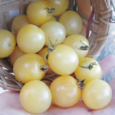 Tomato 'White Cherry'