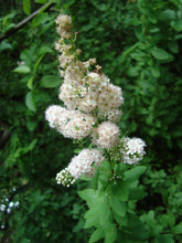 Load image into Gallery viewer, Spirea latifolia (Meadowsweet)
