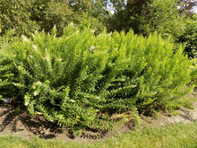 Load image into Gallery viewer, Spirea latifolia (Meadowsweet)
