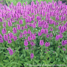 Load image into Gallery viewer, Stachys 'Summer Romance'
