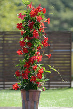 Load image into Gallery viewer, Dipladenia

