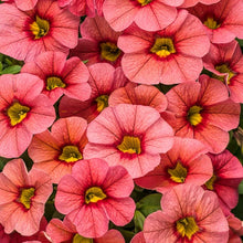 Load image into Gallery viewer, Calibrachoa SUPERBELLS®
