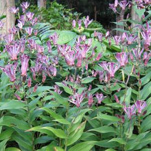 Load image into Gallery viewer, Tricyrtis &#39;Seiryu&#39;

