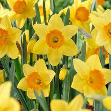 Load image into Gallery viewer, Daffodil &#39;Mary Bohannon&#39;
