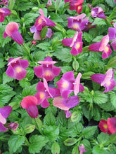 Load image into Gallery viewer, Torenia
