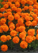 Load image into Gallery viewer, Marigold (French) &#39;Bonanza Deep Orange&#39;
