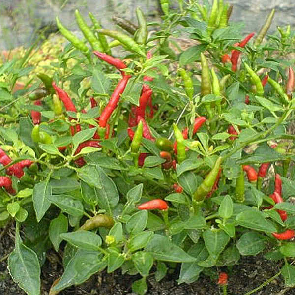 Pepper 'Thai Dragon'