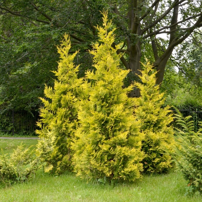 Arborvitae 'Forever Goldy'